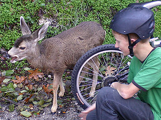 Would God kill Bambi?
