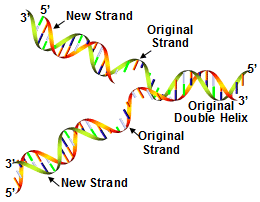 DNA replication