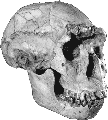 Homo erectus skull