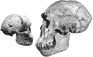 H. floresiensis vs. H. erectus
