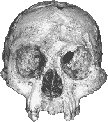 Homo floresiensis skull