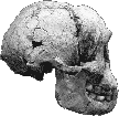 Homo floresiensis skull