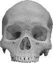 Homo sapiens sapiens skull