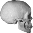 Homo sapiens sapiens skull