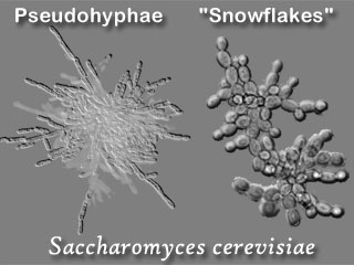 Multicellular Snowflakes?