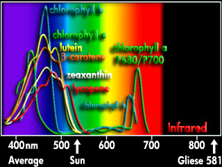 Absorption Spectra of photosynthetic pigments