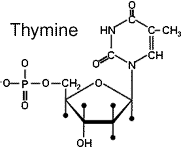 thymine-uracil