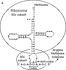 tRNA